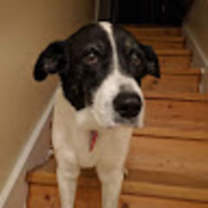 Meet your Posher, Bailey